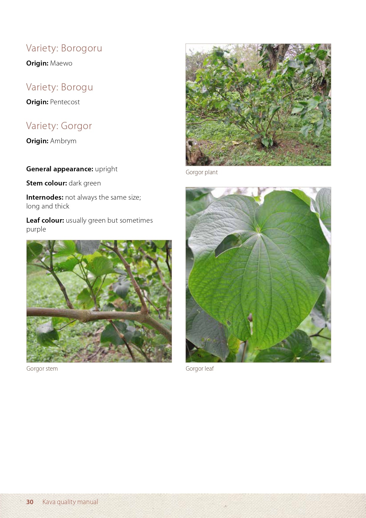 Poudre de Kava séchée | Racines et souches | Mouture moyenne