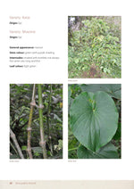 画像をギャラリービューアに読み込む, &lt;transcy&gt;乾燥したkavaパウダー| ルーツ＆根茎| ミディアムグラインド&lt;/transcy&gt;

