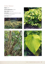 画像をギャラリービューアに読み込む, &lt;transcy&gt;乾燥したkavaパウダー| ルーツ＆根茎| ミディアムグラインド&lt;/transcy&gt;
